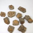 thumbnail image 5 of 1 Pce Fossiles de Queue de Trilobite Naturels Spécimens d'Enseignement, 5 of 5