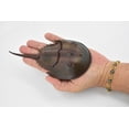 thumbnail image 2 of Collectible Wildlife Gifts 6 1/2" Rubber Horseshoe Crab Figurine, 2 of 7