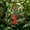 Red-Free Size/RD, variant on Glass Hanging Hummingbird Feeder Outdoor Red Flower Ports Leak Proof Ant Moat Wild Bird Feeder Garden Yard