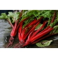 thumbnail image 4 of TomorrowSeeds - Ruby Red Rhubarb Swiss Chard Seeds - 600+ Count - For 2026 Planting USA Garden, 4 of 11