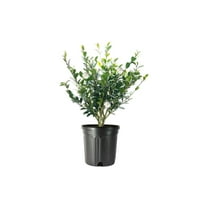 Camellia Sasanqua Mine-No-Yuki I 1 Extra Large 3 Gallon Plant I White Flowering Snow-White Blooms, Live Plant for Gardens & Landscapes, Winter Blooming Elegance for Year-Round Greenery