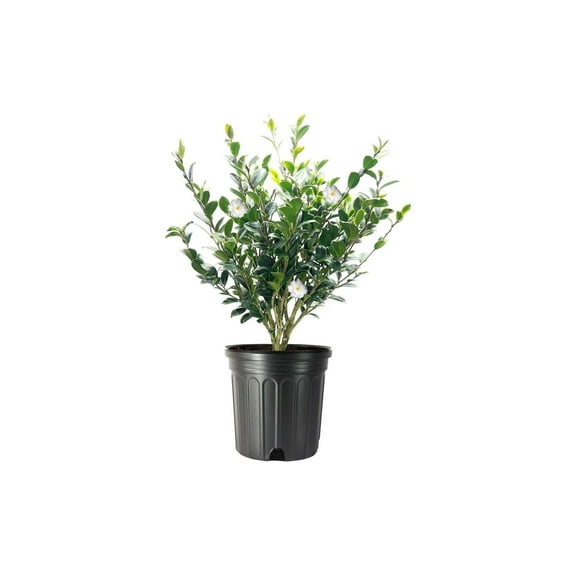 Camellia Sasanqua Mine-No-Yuki I 1 Extra Large 3 Gallon Plant I White Flowering Snow-White Blooms, Live Plant for Gardens & Landscapes, Winter Blooming Elegance for Year-Round Greenery