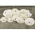 thumbnail image 2 of Sand Dollar | 2" - 3 1/4" Imperfect Sand Dollars | 15 Sand Dollars | Flawed Real Sand Dollars | Great for Craft and Decor |, 2 of 4