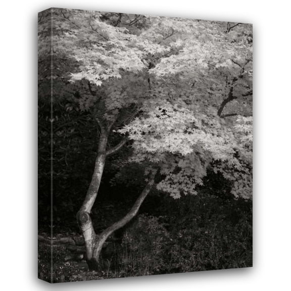 Vitaly Geyman 33x44 Gallery Wrapped Canvas Wall Art Titled - Maple Beauty I BandW