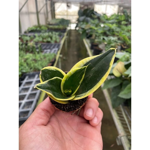 Snake Plant Black Gold, 2" Pot, Indoor Houseplant, Easy Care, Live Plant for Indoor & Outdoor