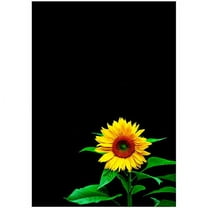 Trademark Art "Sunflower" Canvas Art by Kurt Shaffer, 14x20