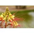 thumbnail image 3 of Seedville 5 Desert Bird of Paradise Shrub Flower Seeds, Yellow with Red Stamens, 3 of 11