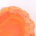 thumbnail image 3 of FESTFENDS Plato Para Reptiles Con Antideslizante Y Superficie Lisa Para Y Comida, 3 of 5