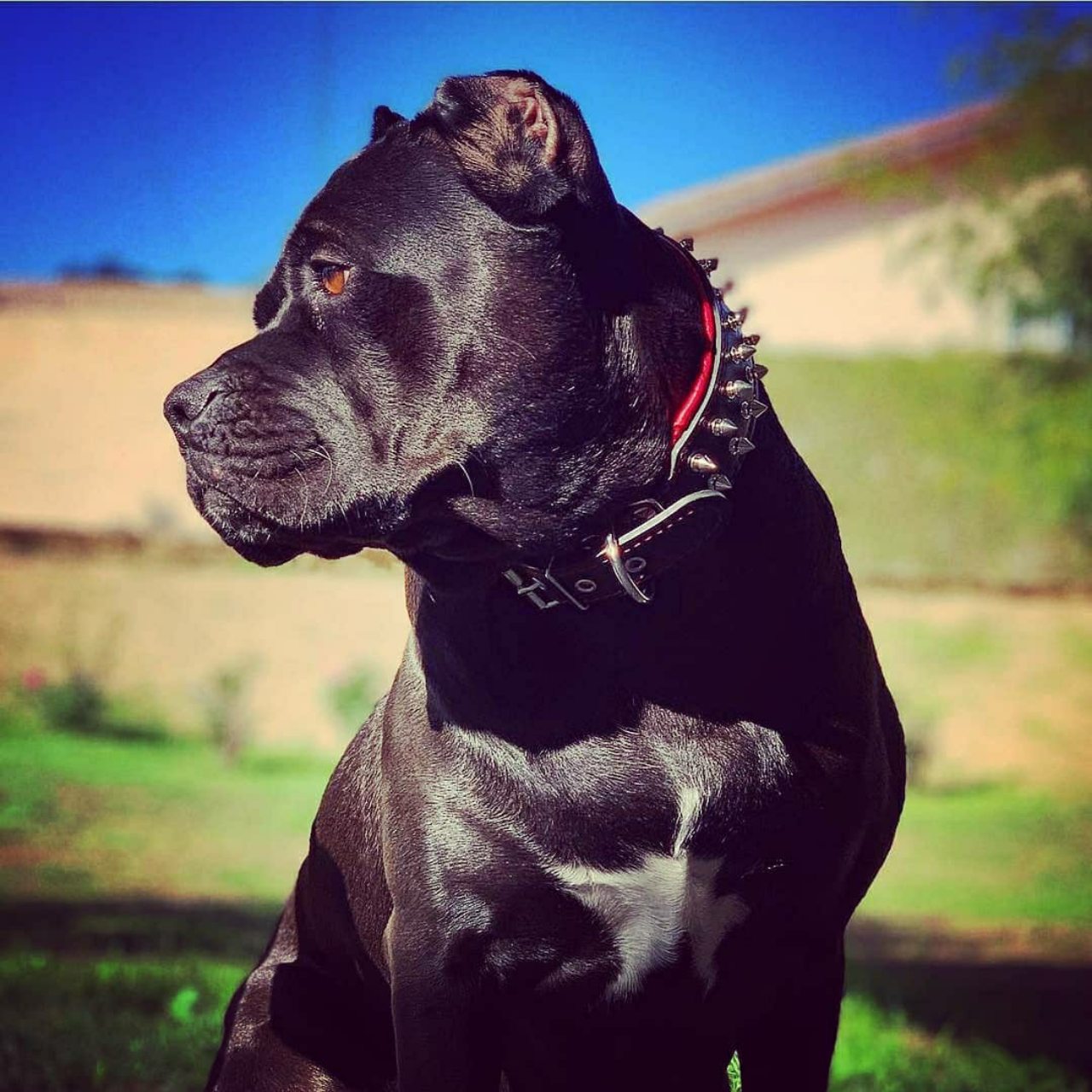 The Bestia "Frenchie" Leather Dog Collar Black & Blue for Medium to Large Dog Breeds
