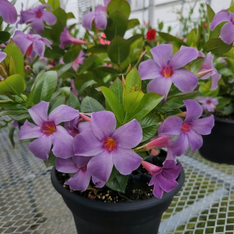 4 in. Mandevilla Bluephoria Summer Live Annual Plant with Blue