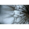 thumbnail image 3 of Stramel, Renee W. 18x13 Black Modern Framed Museum Art Print Titled - Macro Dandilion XII, 3 of 5