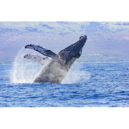 Humpback Whale, whale Watching off Maui, Hawaii, USA Print Wall Art By Stuart