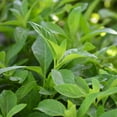 thumbnail image 3 of Longevity Spinach - 40 Live Starter Plants - Gynura Procumbens - Grow Your Own Vegetables and Fruit in The Garden or Patio, 3 of 5