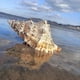 thumbnail image 2 of 26-27 Natural Seashell Conch Wedding Table Decor Household Decor Dinner Table Decor Seashells Craft Charms For Crafts Scallop Ornaments Art, 2 of 5