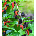 thumbnail image 6 of Dwarf Everbearing Mulberry Plant Live for Planting, Mulberry Fruit Tree Live Plant, Mulberry Seedlings, 5-9 Inch Tall, 6 of 8