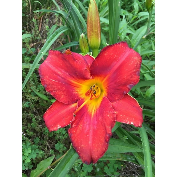 10 Bareroot Hemerocallis Pardon Me Daylily 1-2 Fans, you choose amount!