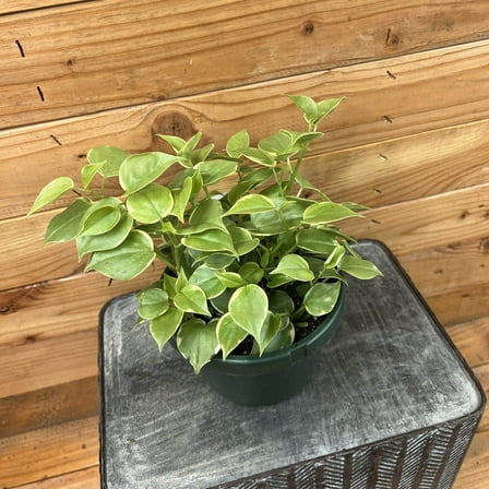 Peperomia Scandens Variegated, 6" Plant, The Plant Farm