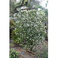 thumbnail image 5 of Lady of The Night  20 Live Plants  Brunfelsia Americana Nitida  Fragrant Tropical Bloomer  Perfect for Evening Gardens, 5 of 9