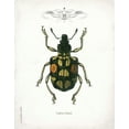 thumbnail image 2 of Babbitt, Gwendolyn 12x14 White Modern Wood Framed Museum Art Print Titled - Beetle IV, 2 of 4