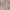 Pink, variant on Nourison Tranquil Floral Ivory 5'3" x 7'3" Area Rug, (5x7)