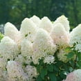 thumbnail image 4 of Quick Fire Fab® Panicle Hydrangea, 4 of 10