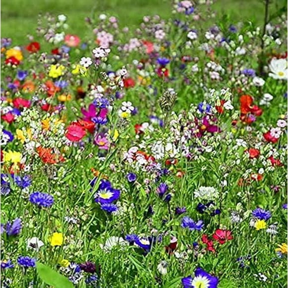 HJADGG 100 Seeds Wildflower Colorful Organic Perennial Flower for Bees and Butterflies Plants Seeds for Planting Garden Outdoor Yard (43)