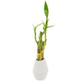 thumbnail image 2 of Arcadia Garden Products Live 5-Stem Lucky Bamboo in 3.5" Dimensions II, White, 2 of 4