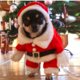 thumbnail image 3 of Disfraces navideños para mascotas Disfraz de perro con gorro Disfraz de Papá Noel Sudaderas con capucha para perros Disfraces navideños para gatos (Rojo, M), 3 of 5