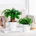 thumbnail image 3 of Euaioeiu Self Watering Vegetationer Pots for Vegetations Indoor,Modern Decorative Flower Pot with Wick Irrigation Sy,Ceramic Look Resin Vegetationers for Home Desk Decor,Herbs Small HouseVegetations, 3 of 10