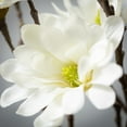 thumbnail image 2 of 33.5"H Sullivans Cream White Magnolia Spray, White, 2 of 3