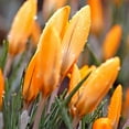 thumbnail image 2 of Yellow Mammoth Crocus Flower Bulbs - 10 Bulbs per Pack - Naturalizing - Perennializing - Easy to Grow Live Plants - Outdoor Garden, 2 of 8