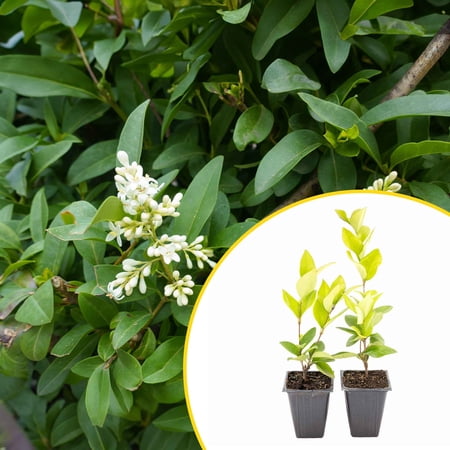 2 Waxleaf Privet Plants in 3.5” Cubes | Live Evergreen Shrub with Dense Glossy Foliage | Fast-Growing Perennial Hedge for Privacy Screens, Landscaping, & Containers (Ligustrum japonicum ‘Texanum’)