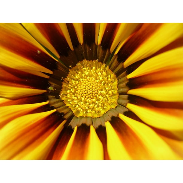 Sun Flower Yellow Napviraƒae A A Aƒa Sa A G Flower Yellow Bloom 12 Inch By 18 Inch Laminated Poster With Bright Colors And Vivid Imagery Fits Perfectly In Many Attractive Frames Walmart Com Walmart Com