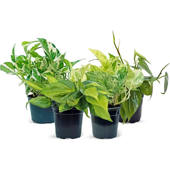 Live Combo 4 Houseplants, Pearls and Jade Pothos, Marble Queen Pothos, Brazilian Philodendron & Heartleaf Philodendron, Floral Arrangements, Birthday Gift, Gardening Gift in 4" Pots
