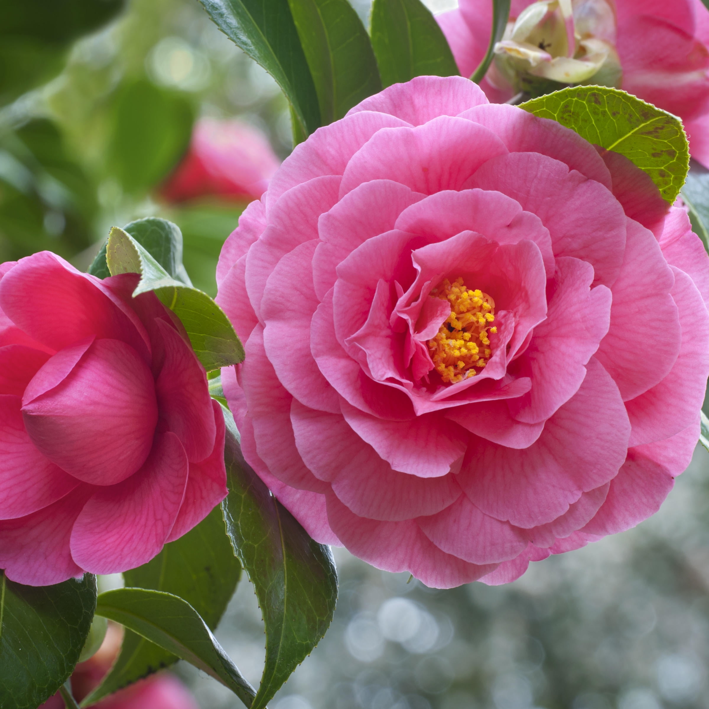 ★送料・関税込★15wol★CAMELLIA FLOWER KEYRIN.G★人気★ bdd0fa72-9d94-426c-8f48-
