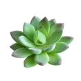 thumbnail image 1 of Plantas suculentas simuladas Suministros creativos de diseño de bricolaje Accesorios para arreglos florales Fabricantes de flores simuladas Plantas simuladas A1 Verde<无品牌> ANGGREK Otros, 1 of 4