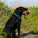 thumbnail image 3 of Shulemin - Juguete con sonido para perros, suave al tacto, para limpiar los dientes, de peluche, simulado de nutria, pato Caragana, juguete de peluche chirriante para perros de interior, 3 of 8