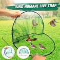 Okwish Multiple Sizes Bird Pigeon Quail Humane Live Trap Hunting Bird