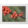 thumbnail image 3 of Erin Berzel 14x11 White Modern Wood Framed Wall Art Titled - Wild Berries II, 3 of 5