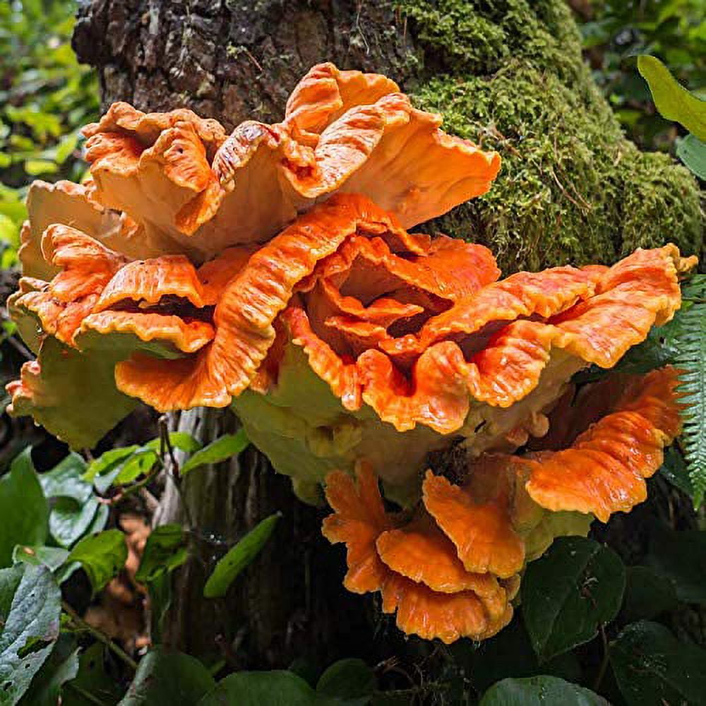 Gourmet and Medicinal Mushroom Cultures (Chicken of The Woods