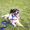 thumbnail image 5 of Correa de nailon para perro para caminar, entrenamiento, hebilla ajustable, correa para mascota, Collar de cuerda, cinturón antideslizante, azul, L Rojo Verde Cocina, Decoración y Otros, 5 of 5