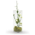 thumbnail image 4 of WGV Cylinder Vase Bulk, Width 6", Height 12", Clear Glass Container Terrarium Candle Holder for Wedding Centerpiece, Party Event, Home Office Decor, 6 Pieces, 4 of 7
