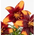 thumbnail image 2 of Better Homes & Gardens 2.5QT Orange Asiatic Lily Live Annual Plant Decorative Pot Sun, 2 of 6