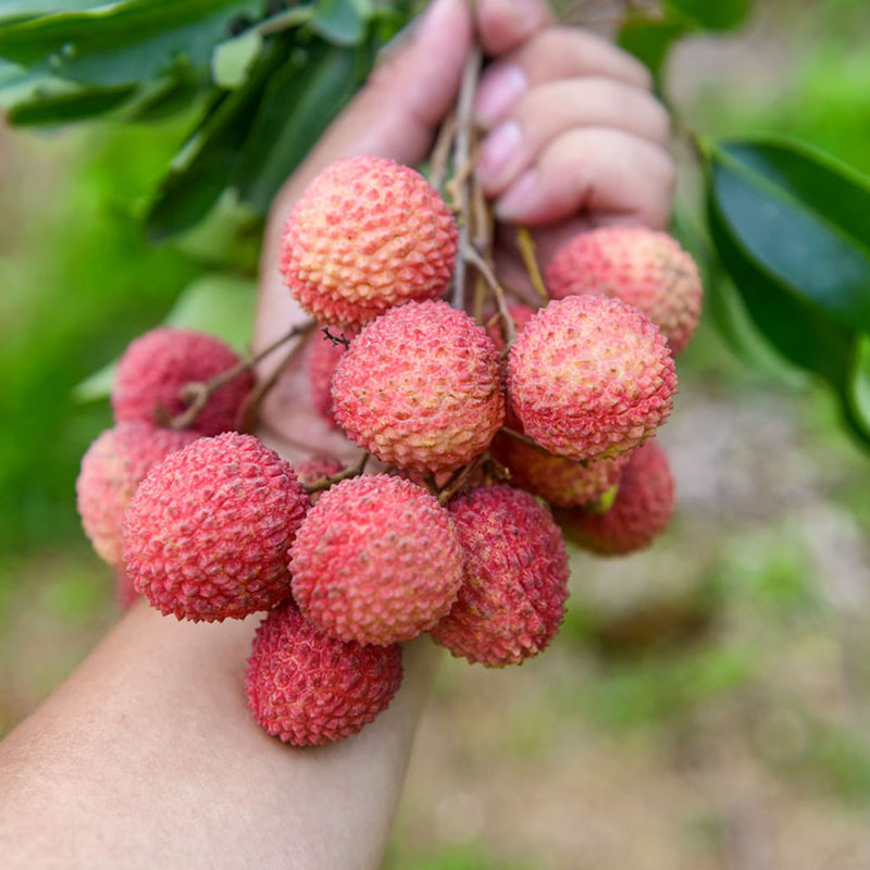 Китайская ягода личи. Сорт личи. Личи ягода. Личи фрукт. Сорт личи.