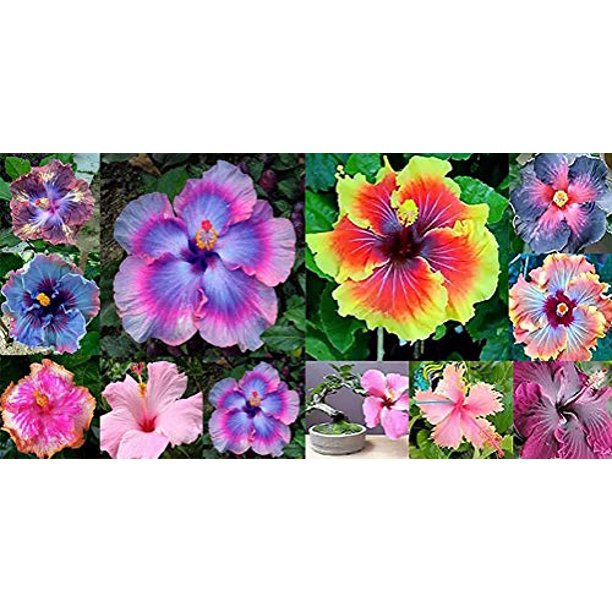 Daisy Garden Mixed Hibiscus Seeds Hibiscus Rosasinensis Flower Seeds
