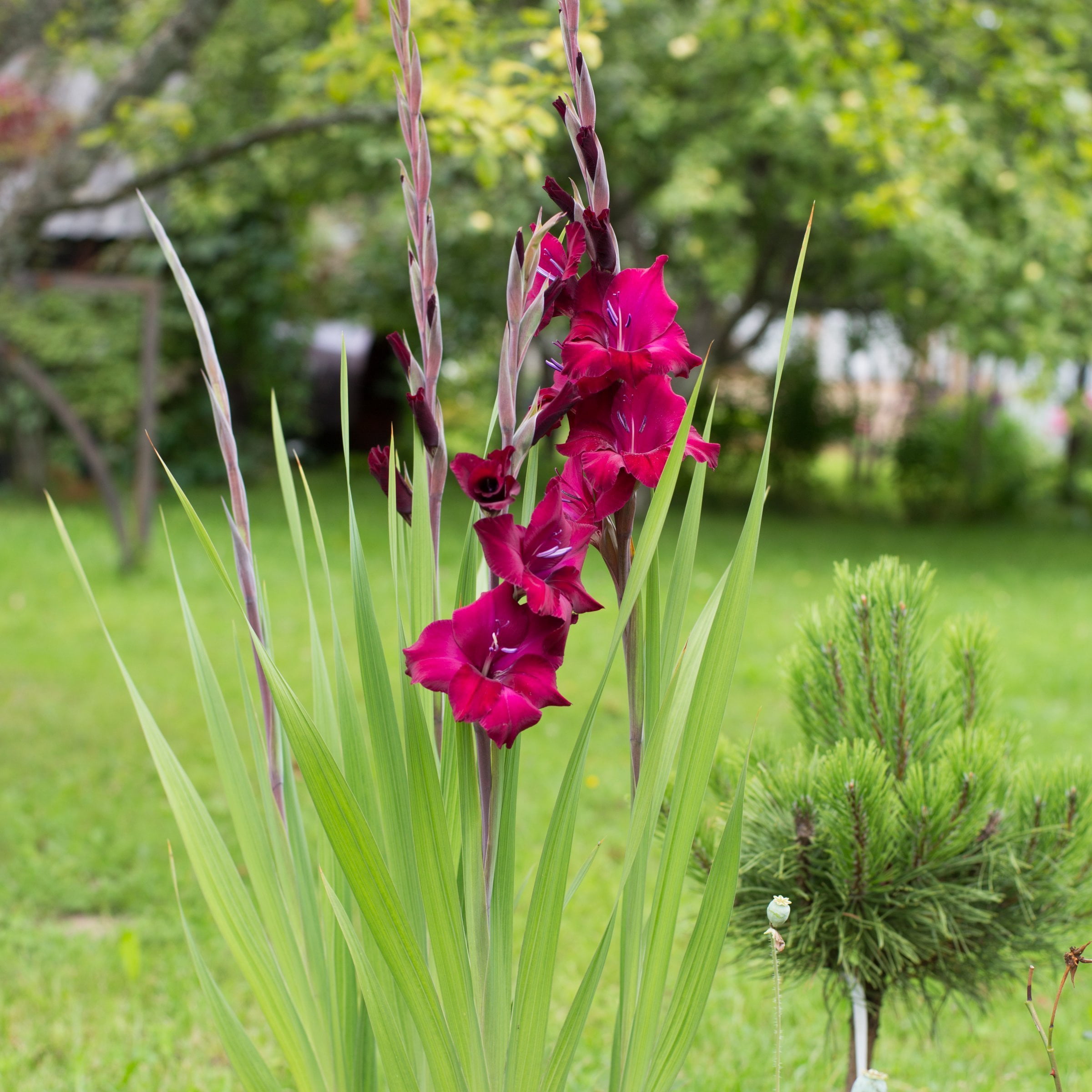 National Plant Network Gladioli Mahler Bulbs (20-Pack)