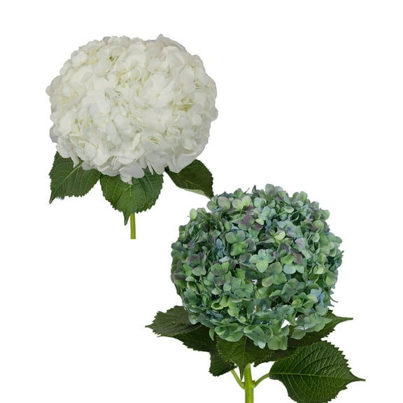 Hydrangeas Jumbo 12 Stems of White and Hulk Farm Direct Fresh Cut Flowers by Bloomingmore