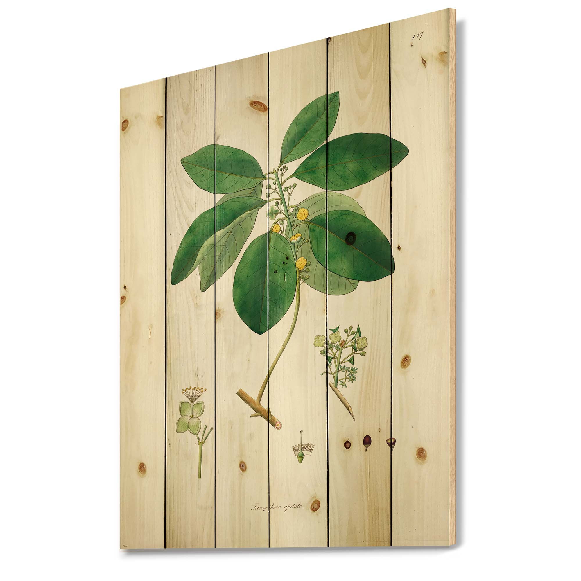 Designart 'Ancient Botanicals V' Farmhouse Print on Natural Pine Wood