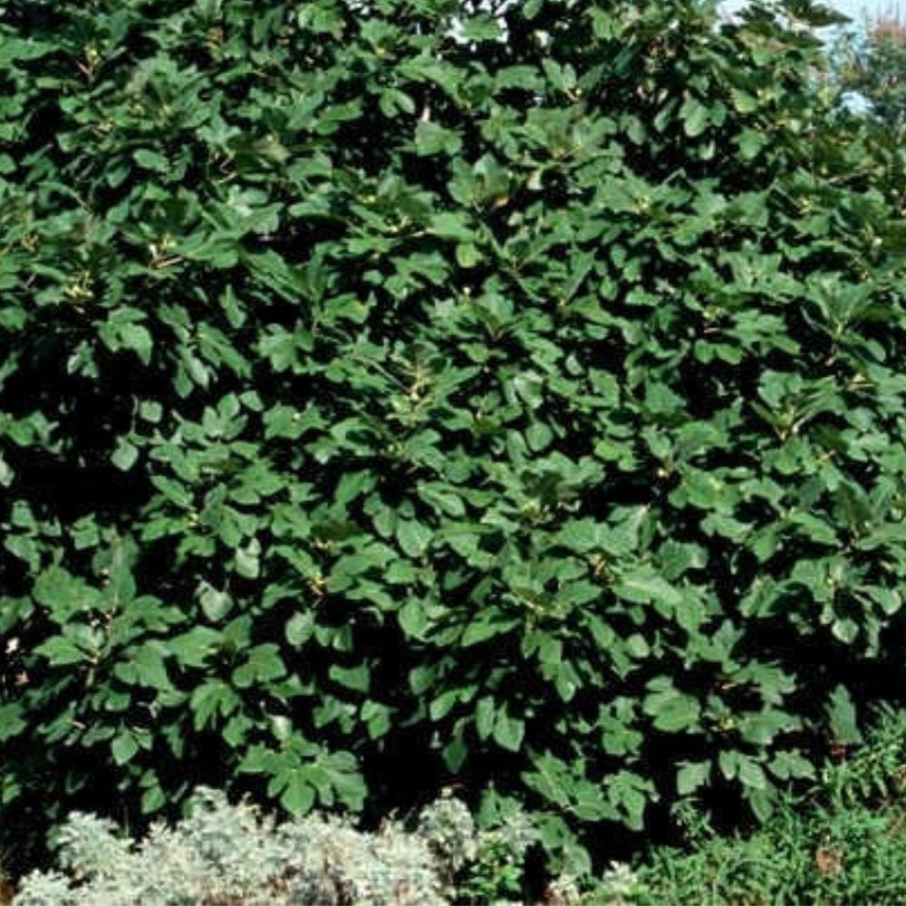 Expert Gardener 3-4 ft tall Brown Turkey Fig Live Tree in 7-Gallon Grower Pot