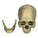 thumbnail image 4 of Modelo de calavera de Halloween Sincero de resina para decoración de fiestas, 4 of 10